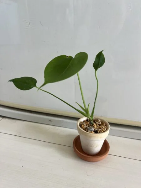 モンステラ タウエリー 播種から3ヶ月