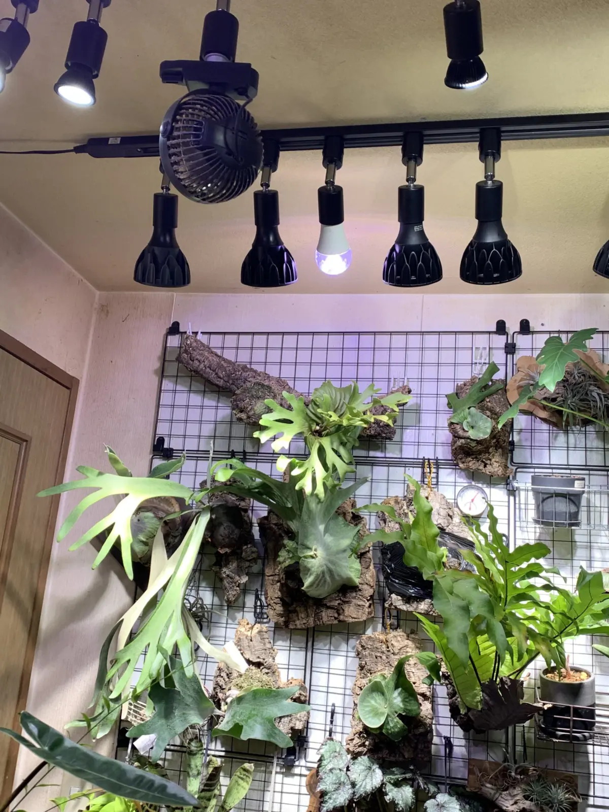 ビカクシダ スーパーバム