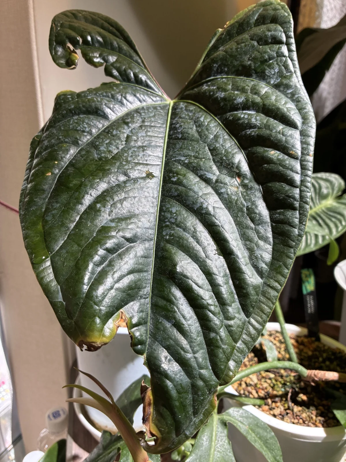 アンスリウム sporking River