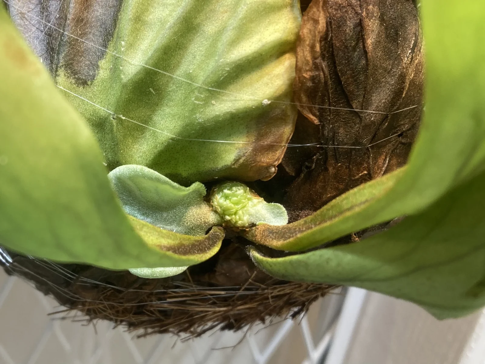 リドレイ　成長点　気持ち悪いやーつ　②