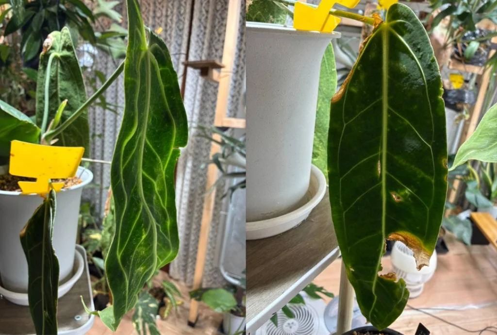 アンスリウム　ワロクアーナム　デークフォーム