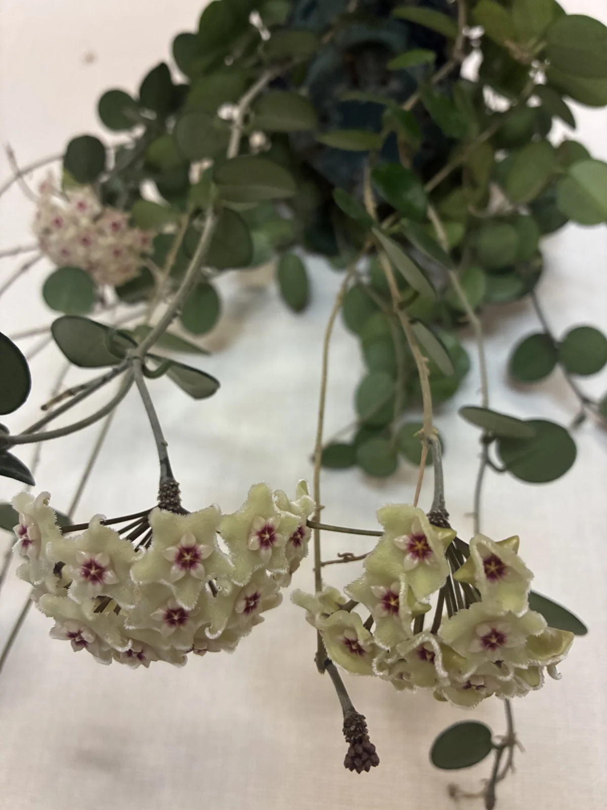 ホヤ　マチルダ