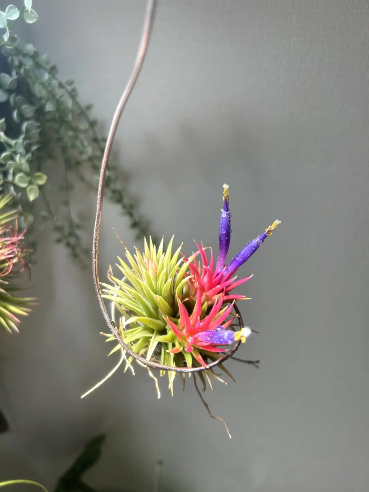 ティランジア イオナンタ アルボマルギナータ