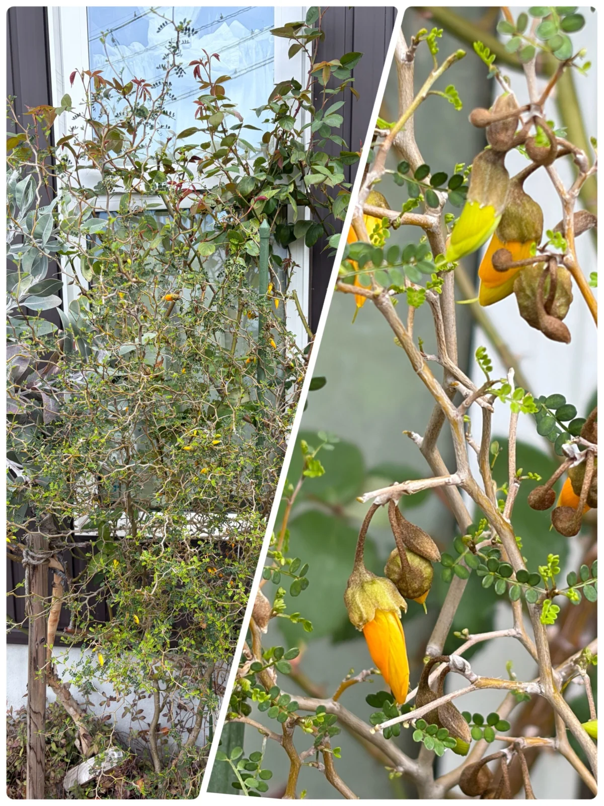 ソフォラ　リトルベイビー