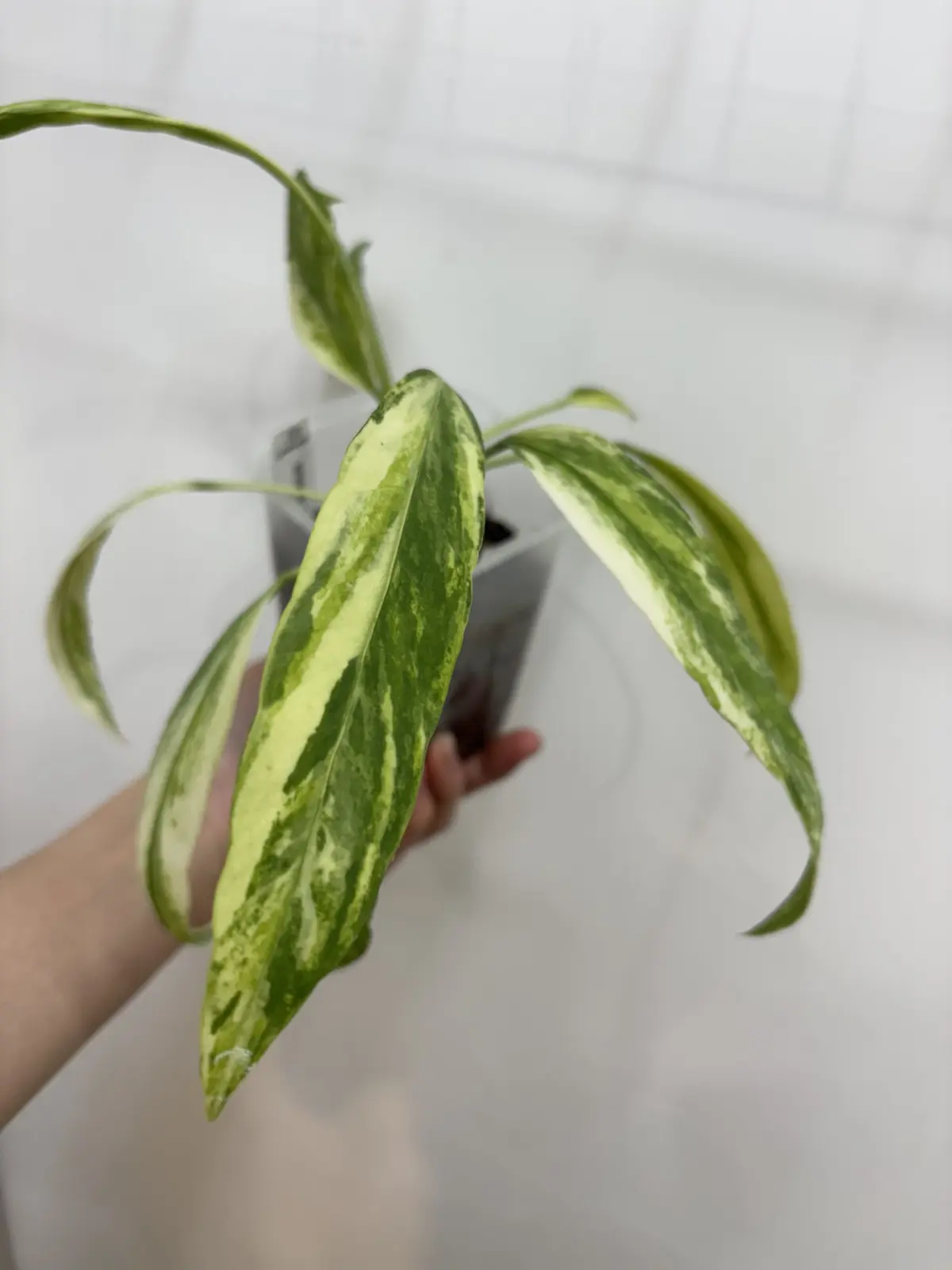 アンスリウム ビッタリフォリウム 斑入り