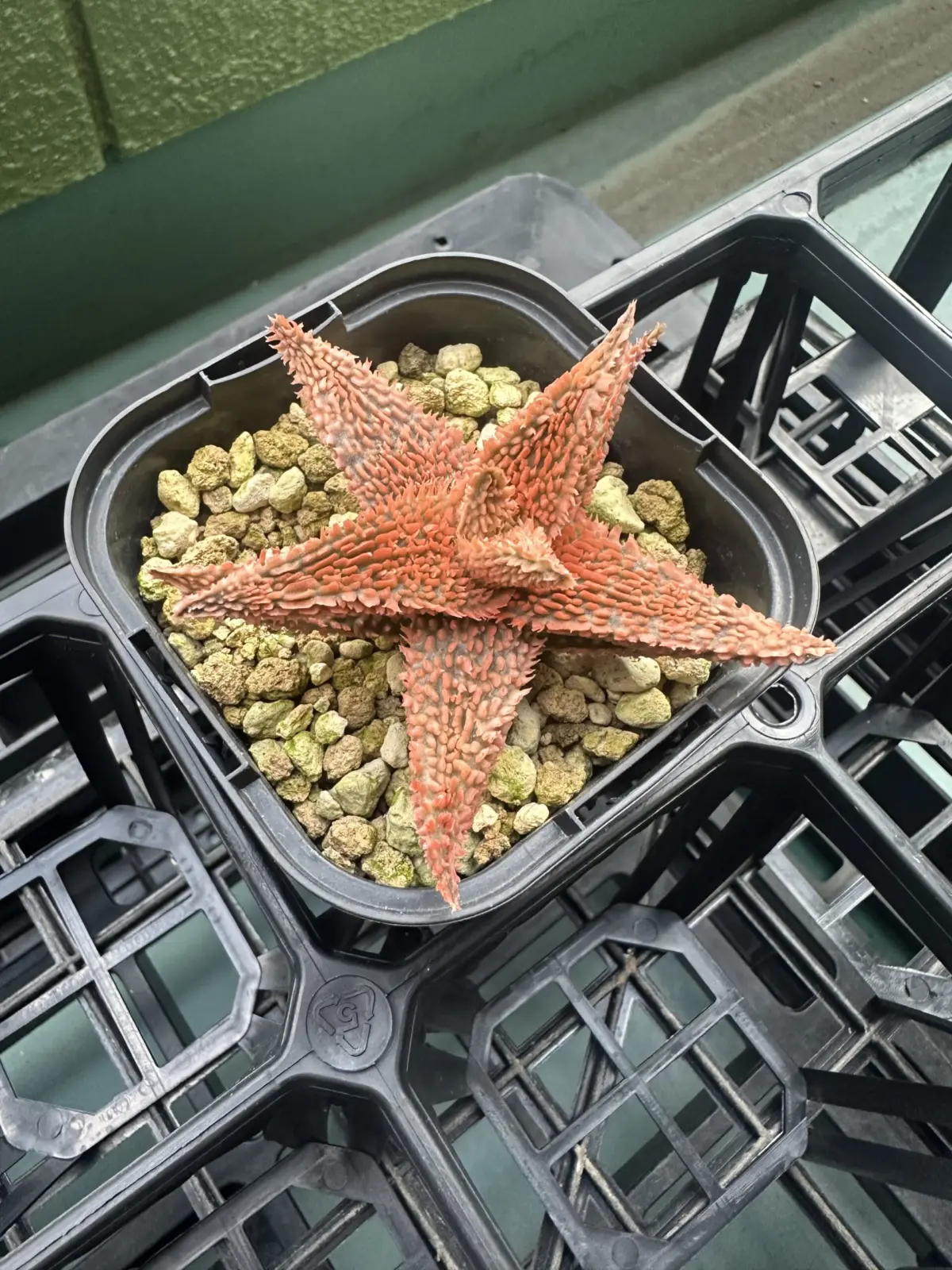 アロエハイブリッド　テンプラ系