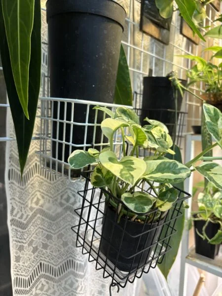ポトス エンジョイ 違法建築
