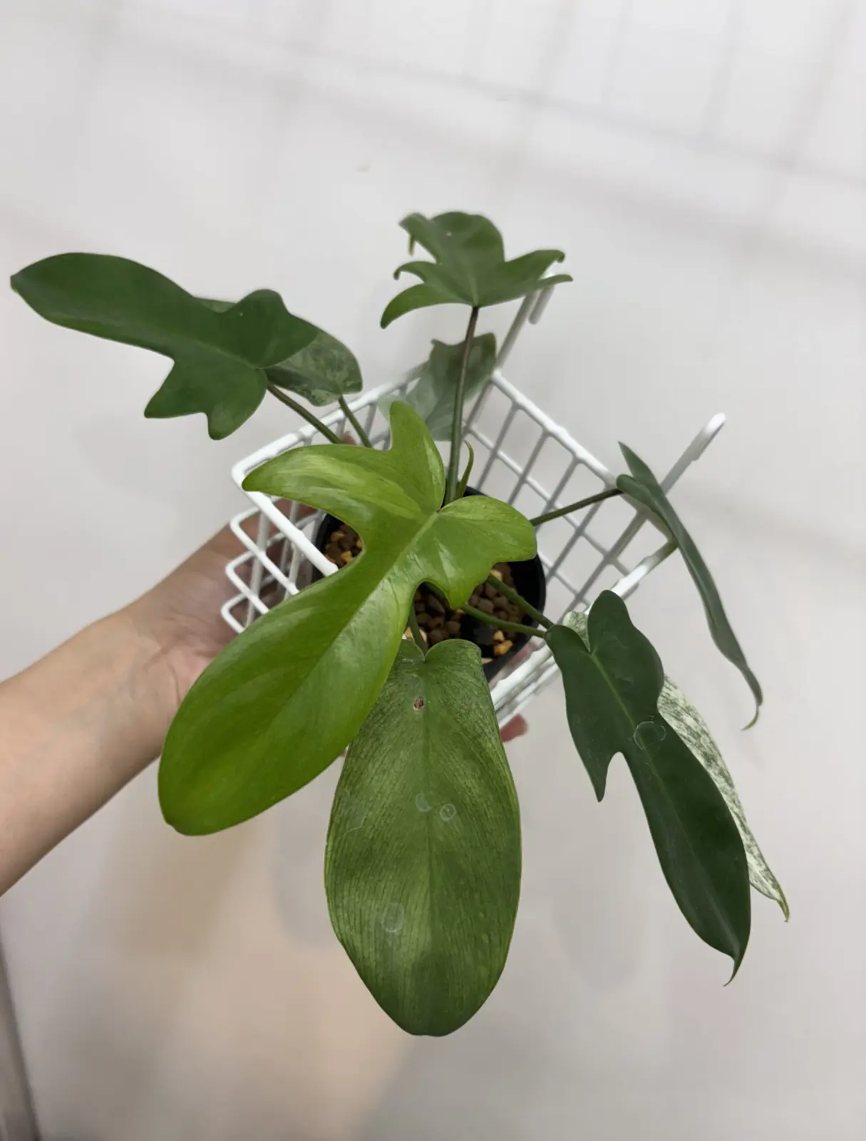 フィロデンドロン フロリダゴーストミント