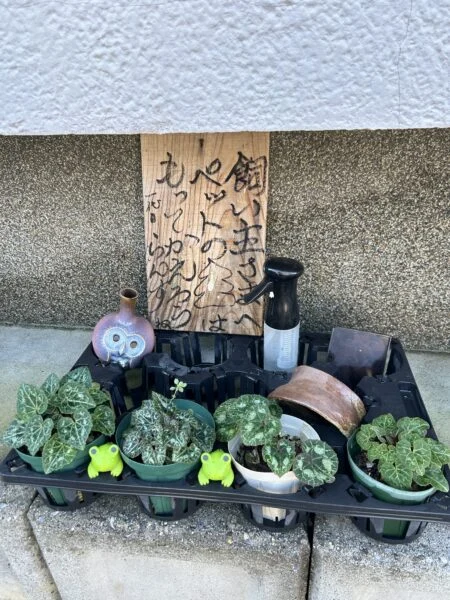 シクラメン