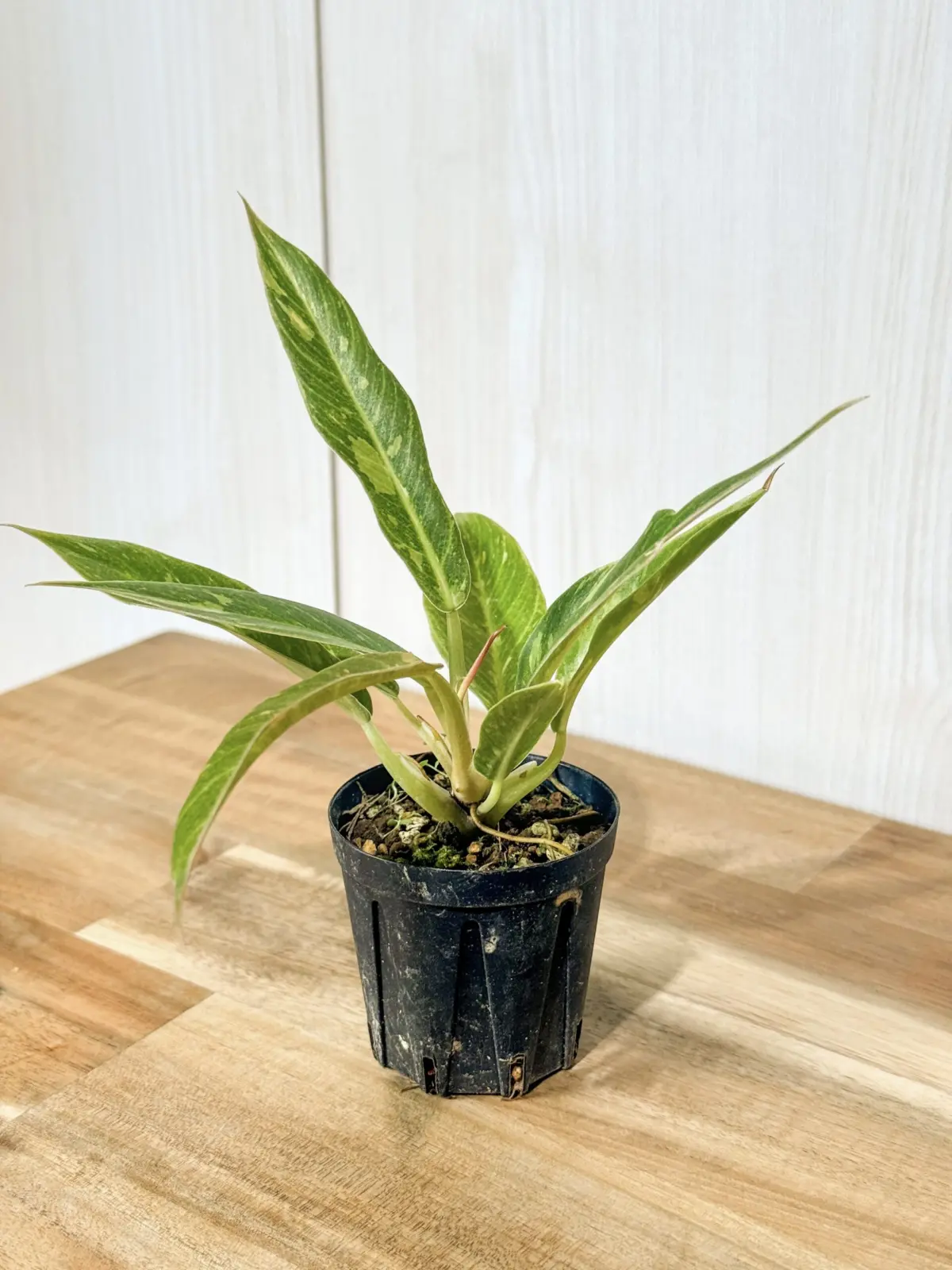 フィロデンドロン　ジャングルブーギー