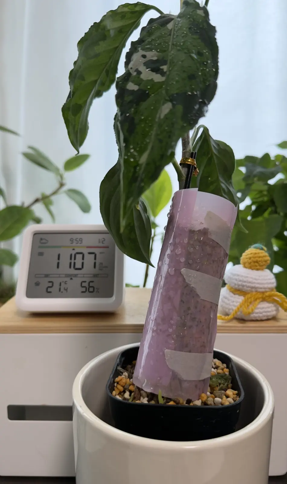 アグラオネマ ピクタム トリカラー