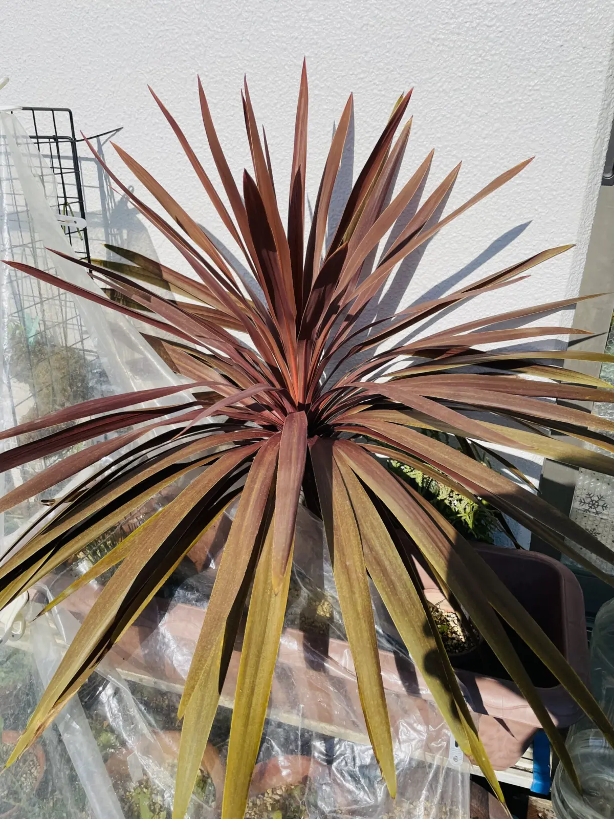 コルジリネ レッドスター