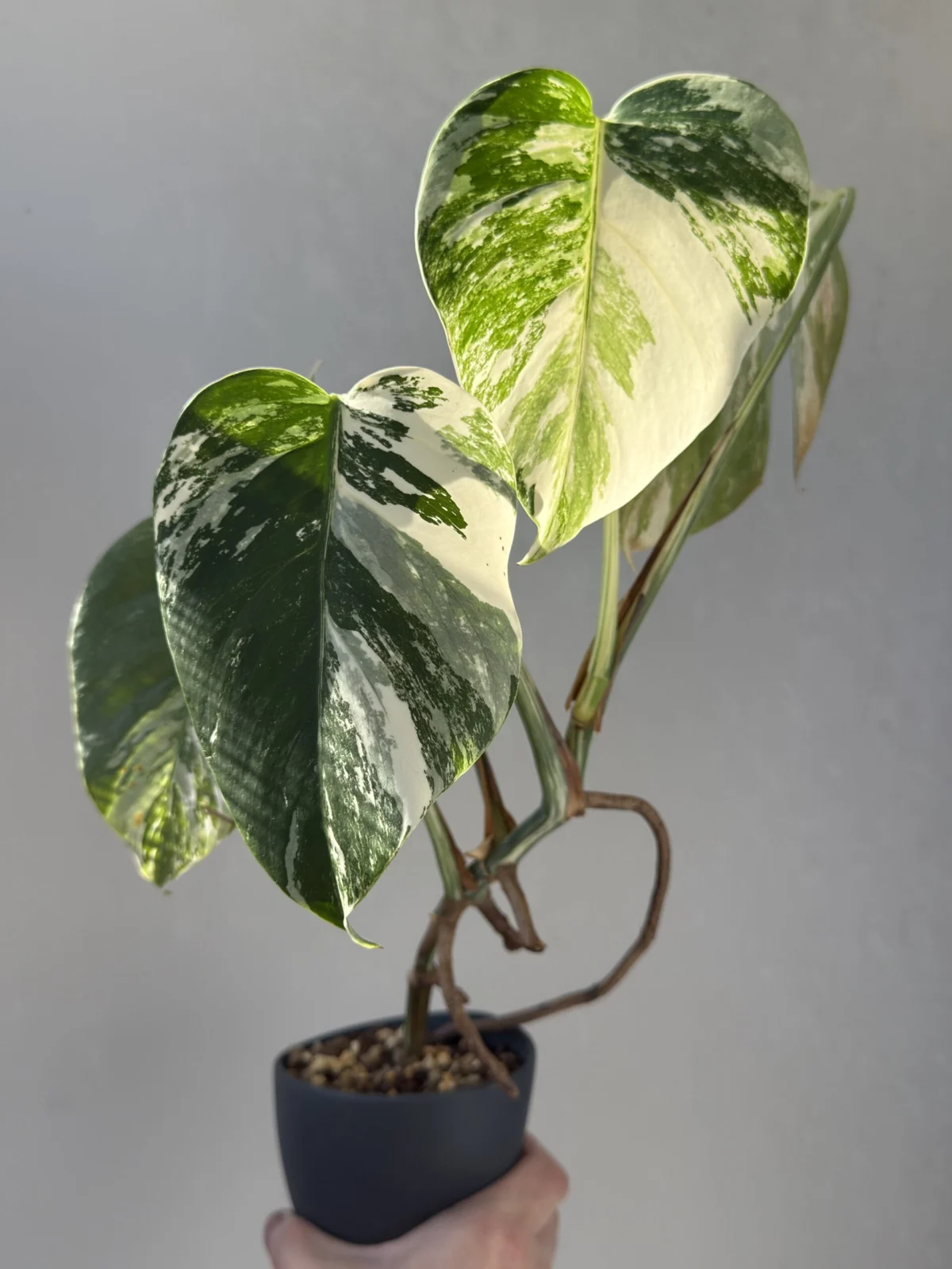 モンステラ ボルシギアナ ボルシギアーナ