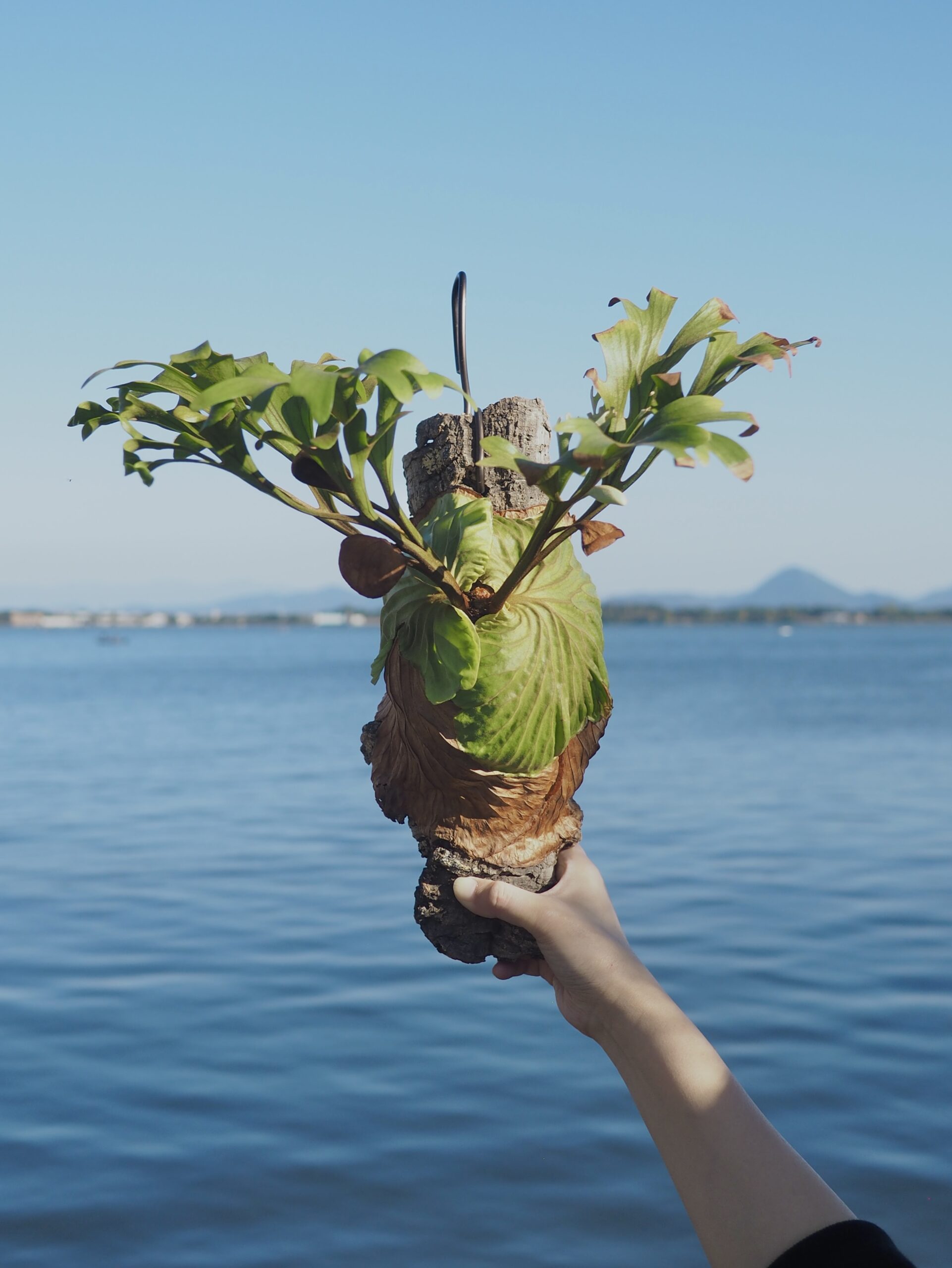 ビカクシダ　リドレイ