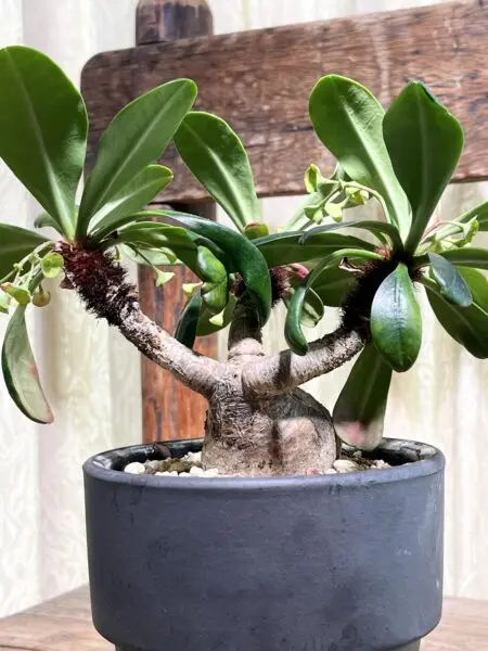 ユーフォルビア　ラメナ　塊根植物　花