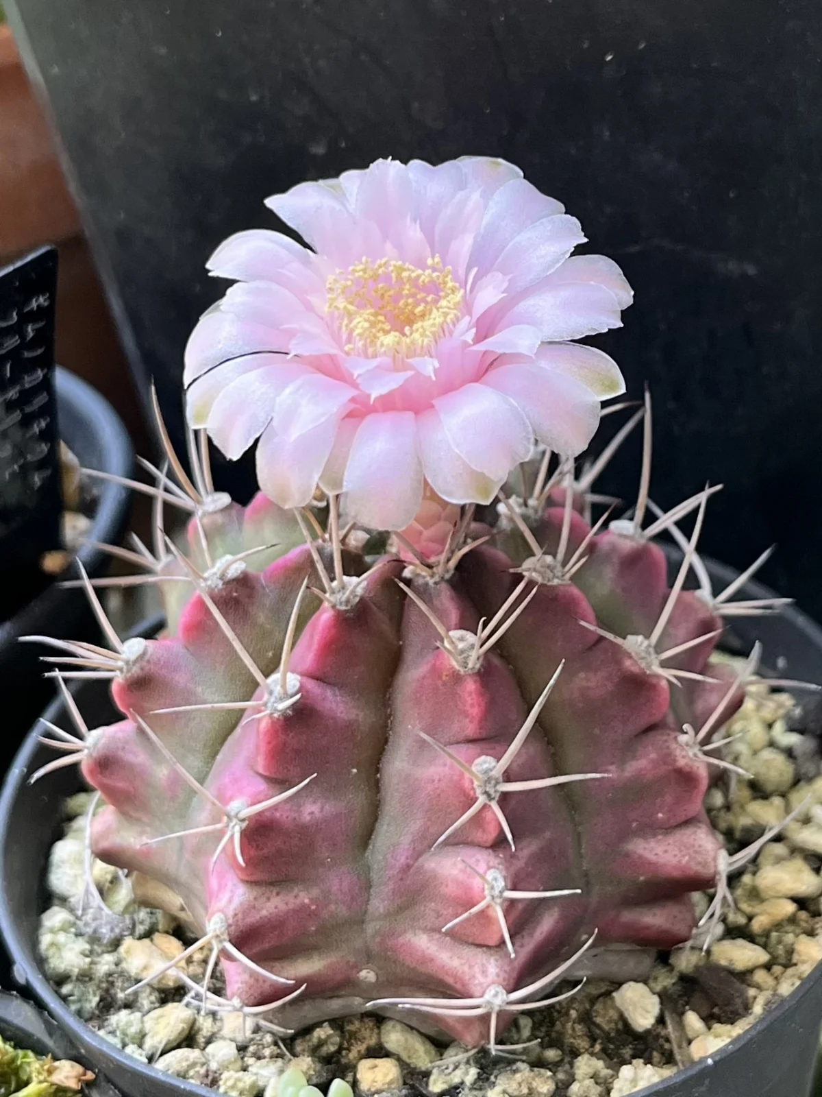 サボテン　ギムノカリキウム　牡丹玉　花　ホムセン