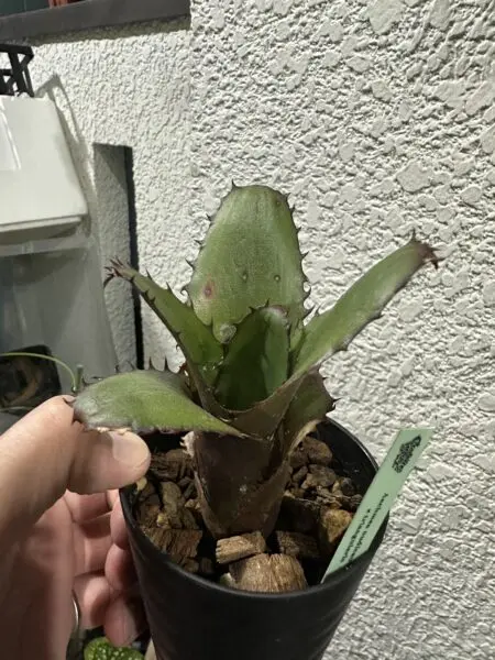 エクメア ヌディカウリス × トリアングラリス