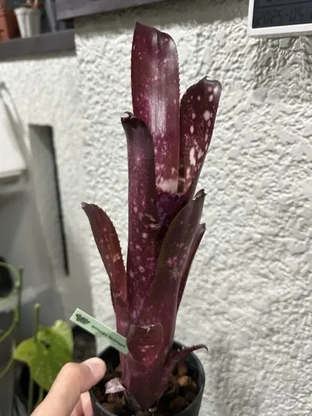 ビルベルギア ハレルヤ