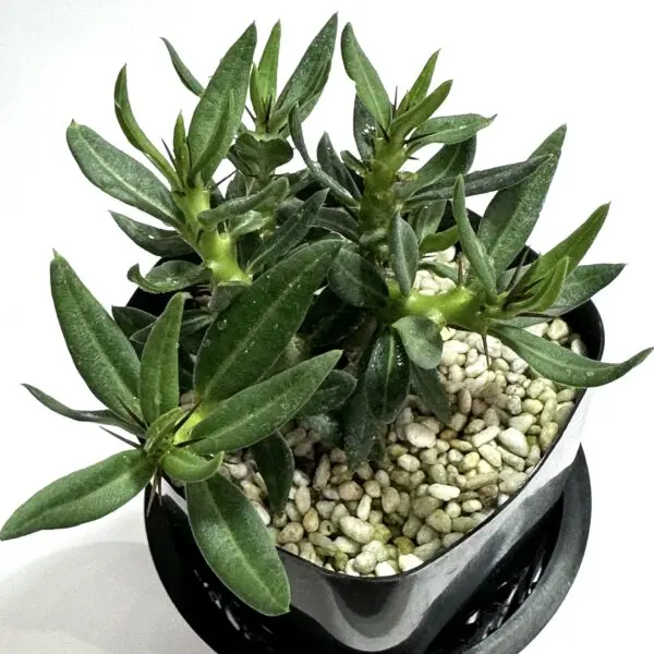 パキポディウム ビスピノーサム 塊根植物