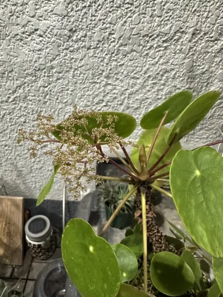 ピレア ペペロミオイデス 花