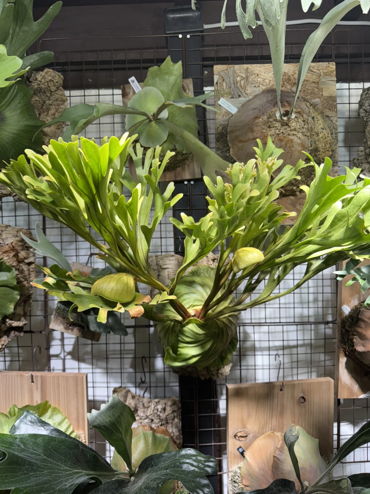 ビカクシダ　リドレイ　ワイルド