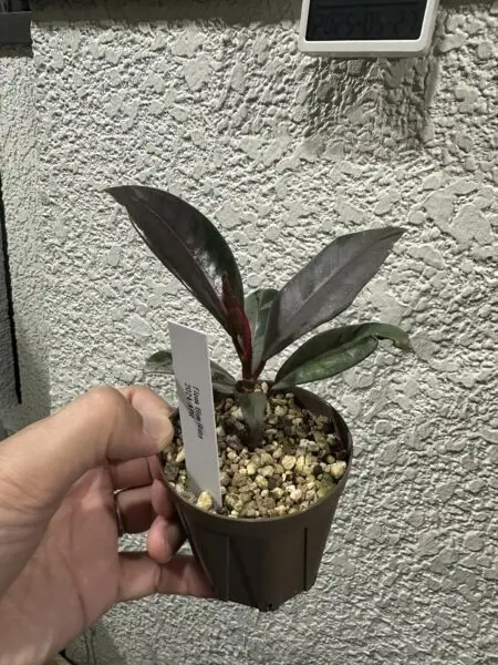 フィカス ブルールビー