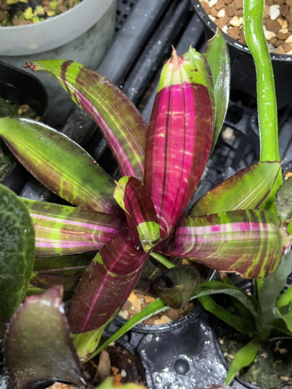 ネオレゲリア　ブーディニー