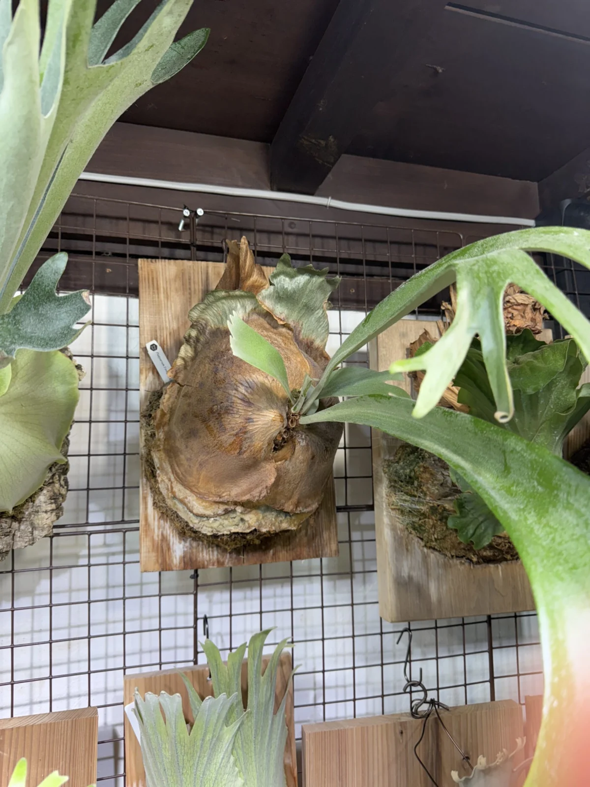 ビカクシダ　フーンシキ