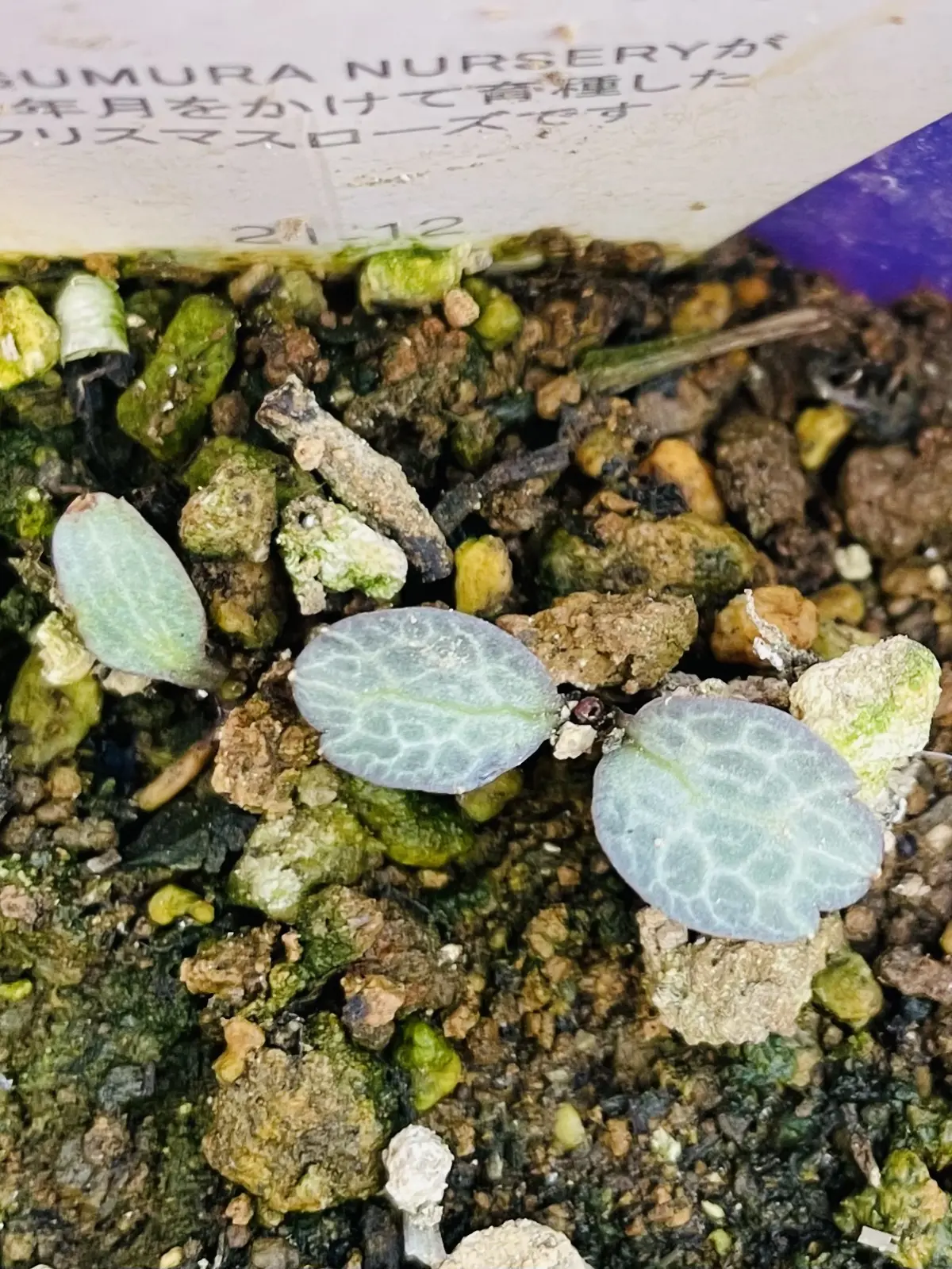 クリスマスローズ　ステルニービバ　新芽