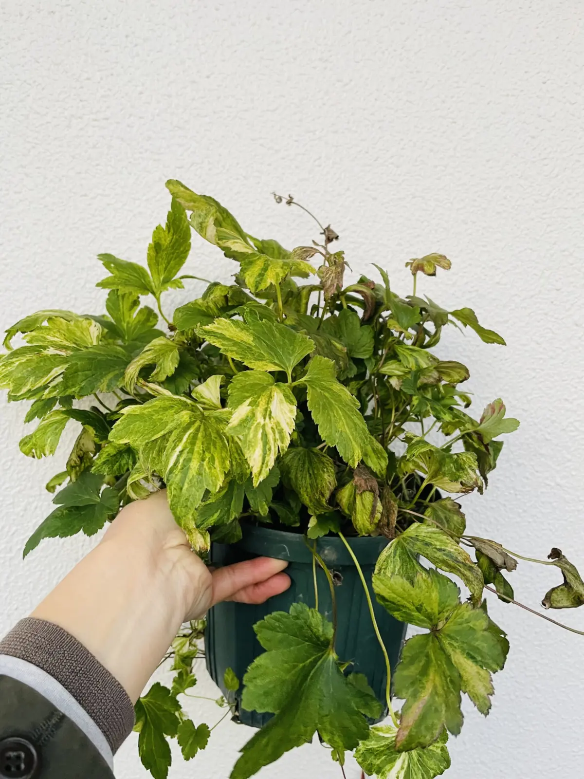 秋明菊　シュウメイギク　初音　斑入り　剪定前