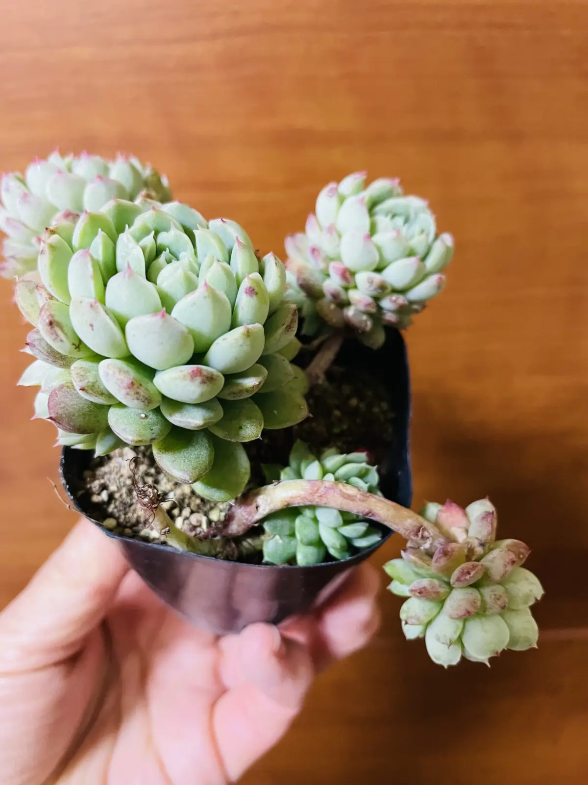 多肉　バターボール？