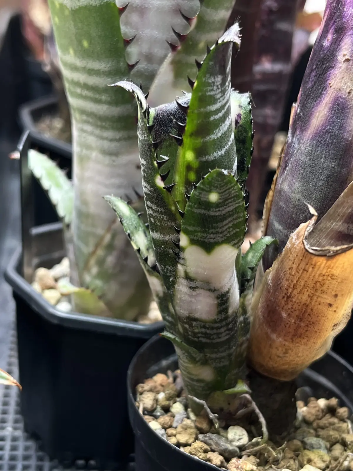 ドミンゴスマルティンス　子株