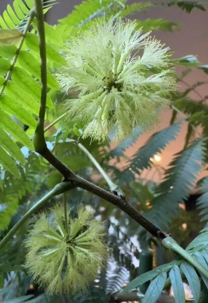 エバーフレッシュ　花