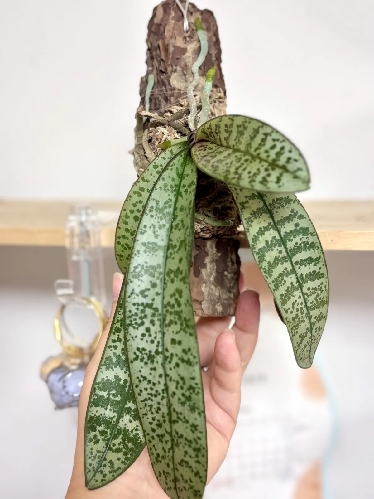 ファレノプシス　胡蝶蘭　シレリアナ