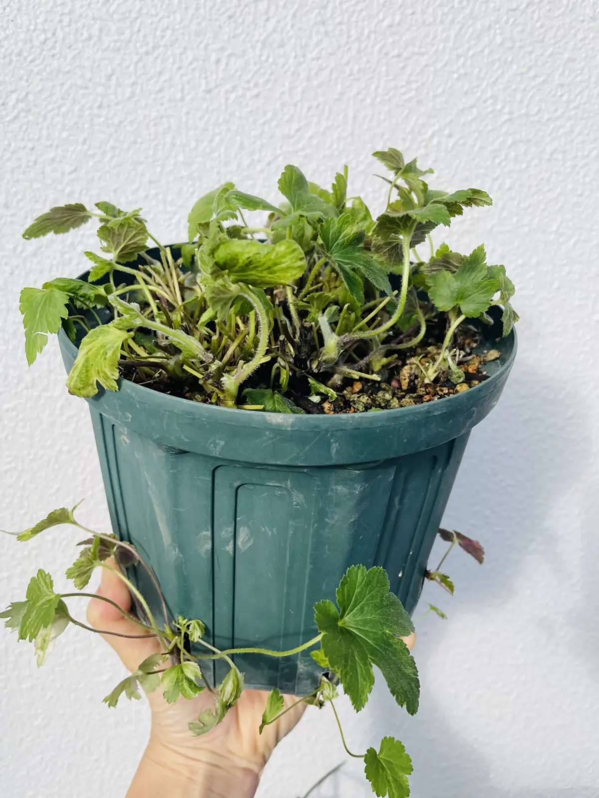 シュウメイギク　初音　ハツネ　斑入り　剪定後