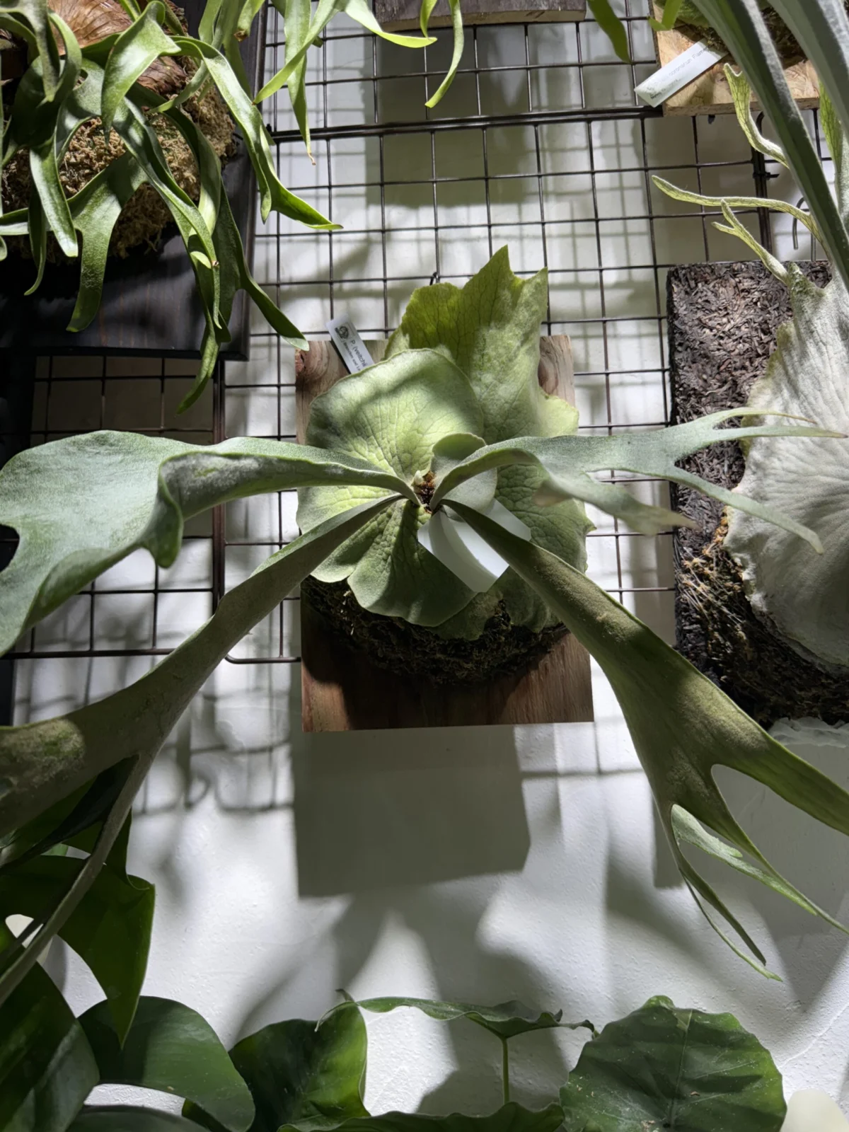 ビカクシダ　ベイチー×コロナリウム