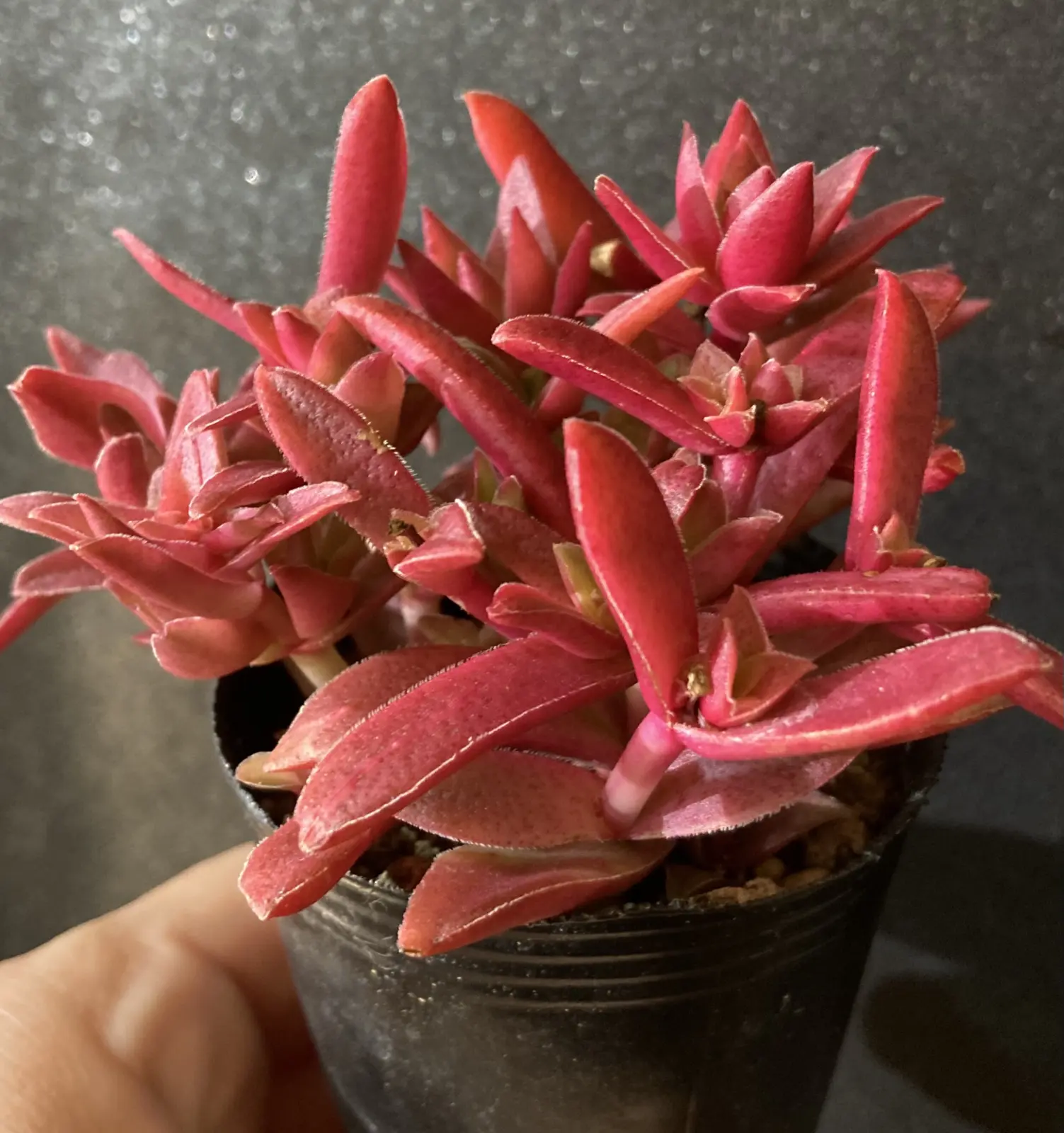 多肉植物 クラッスラ 火祭り