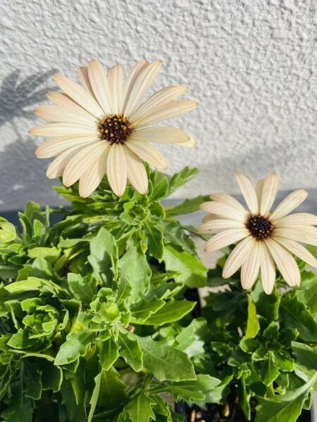 オステオスペルマム　花