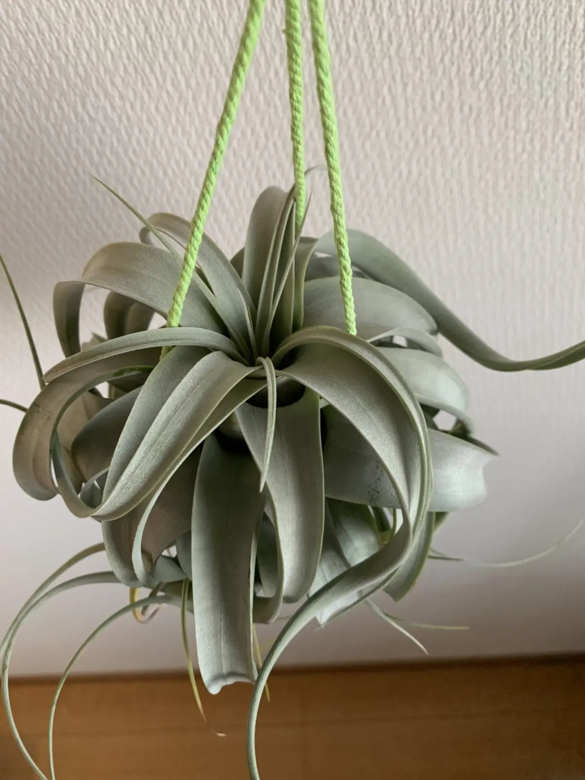 キセログラフィカ