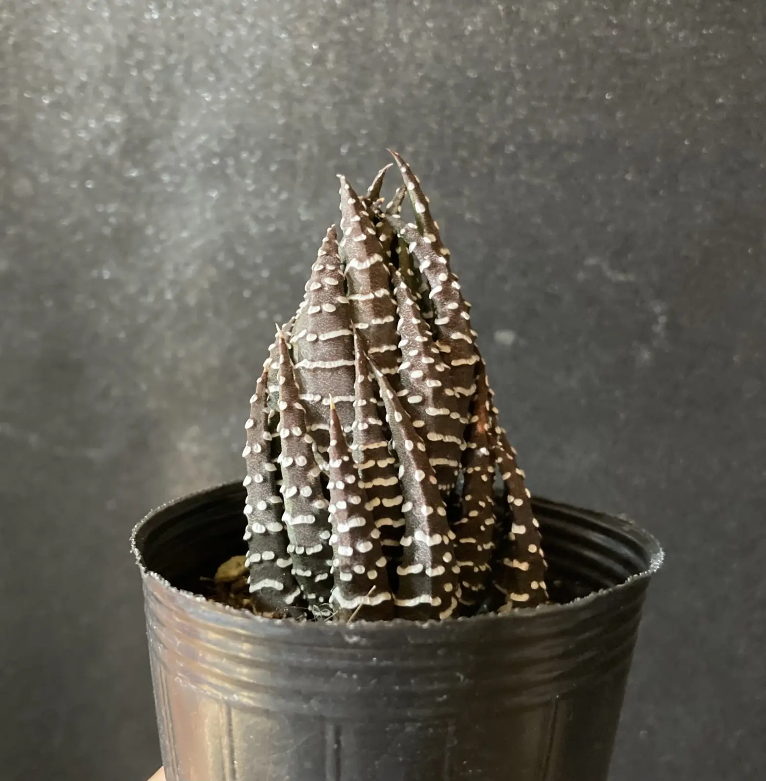 多肉植物 ハオルチア 十二の爪