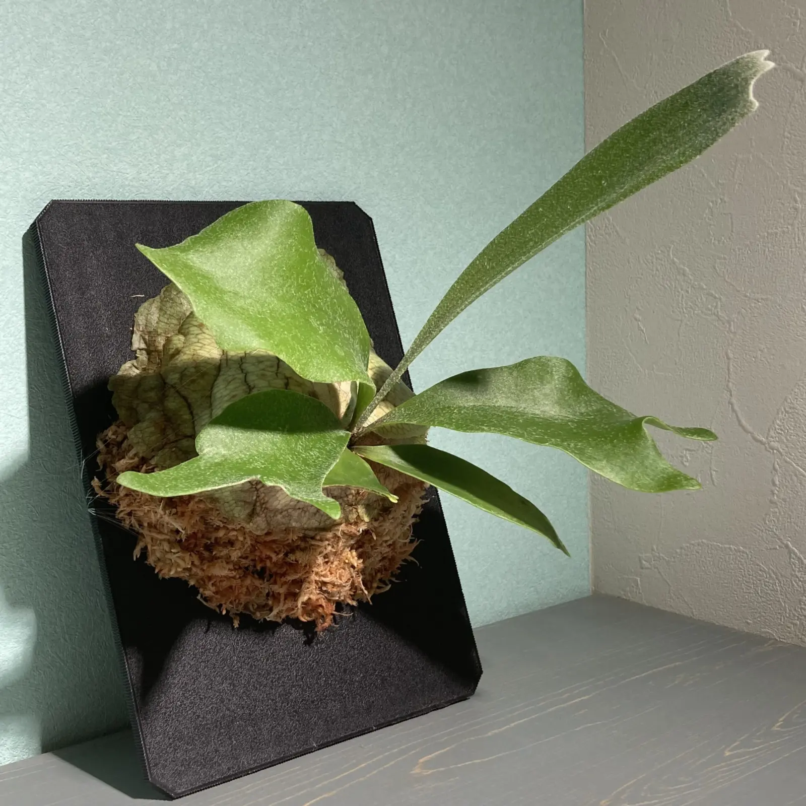 ビカクシダ ネザーランド