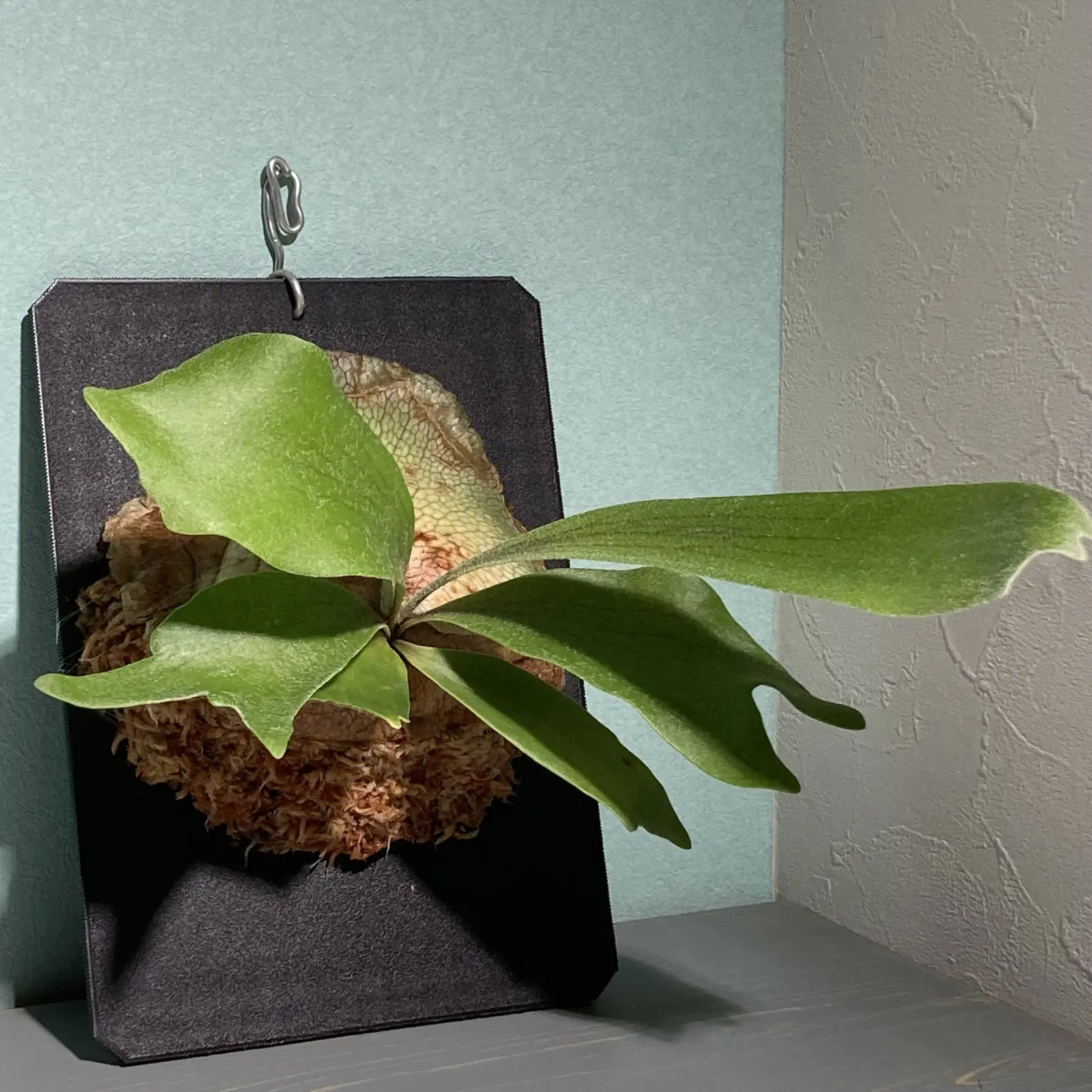 ビカクシダ ネザーランド