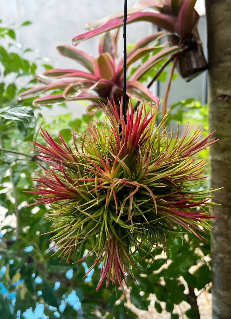 ティランジア　イオナンタ　クランプ