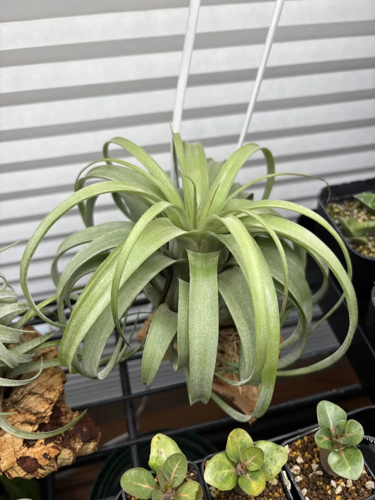 ティランジア　ブラキカウロス×ストレプトフィラ