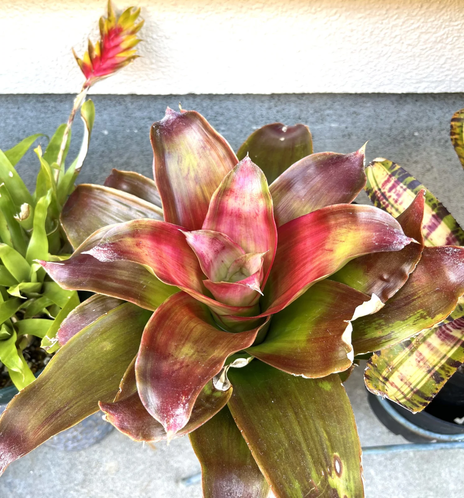 ネオレゲリア　メデューサ