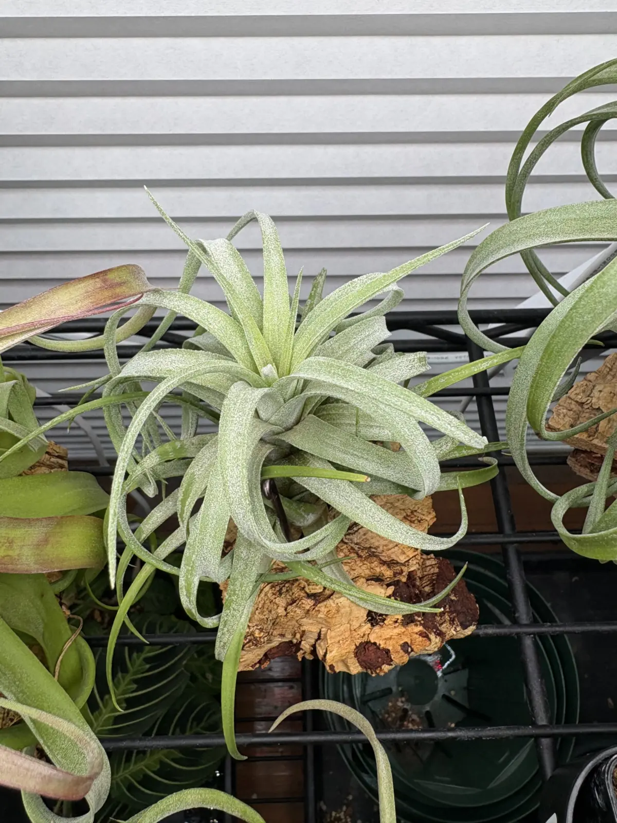 ティランジア　イオナンタ’ロン’×ストレプトフィラ