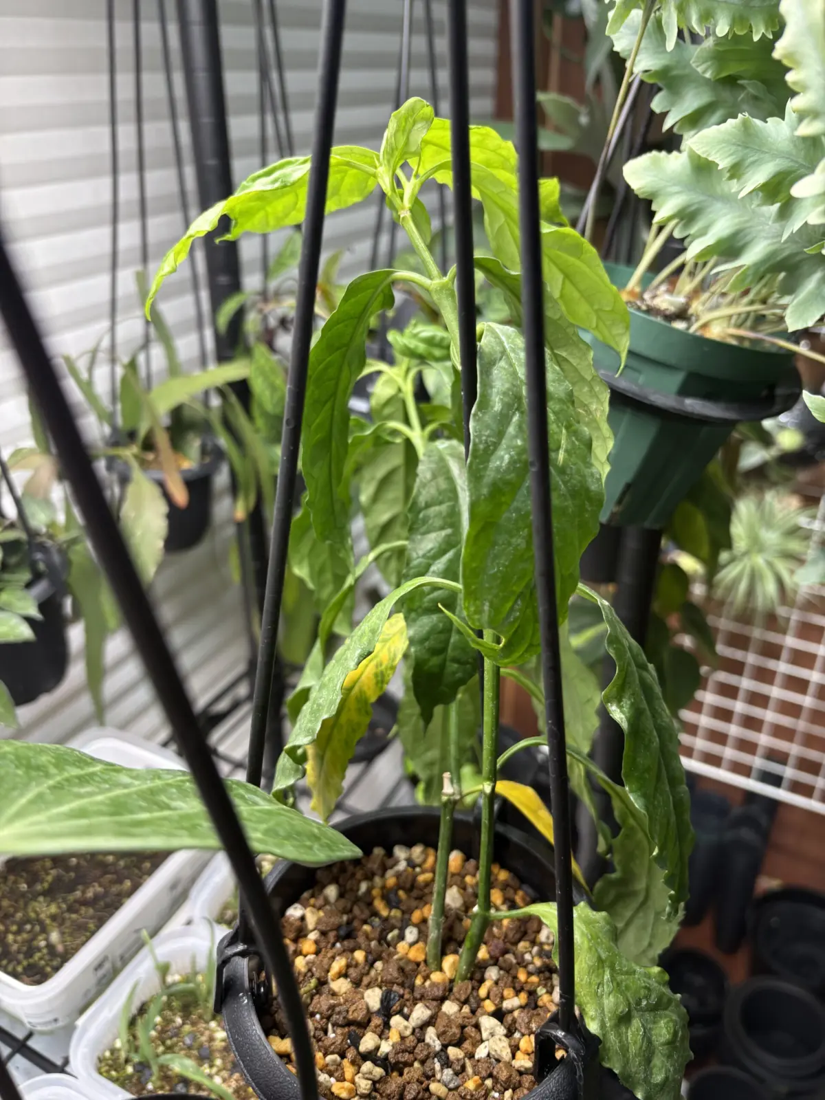 ホヤ　デシプラエ