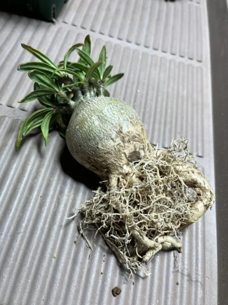 パキポディウム　サキュレンタム　実生　植替え　根