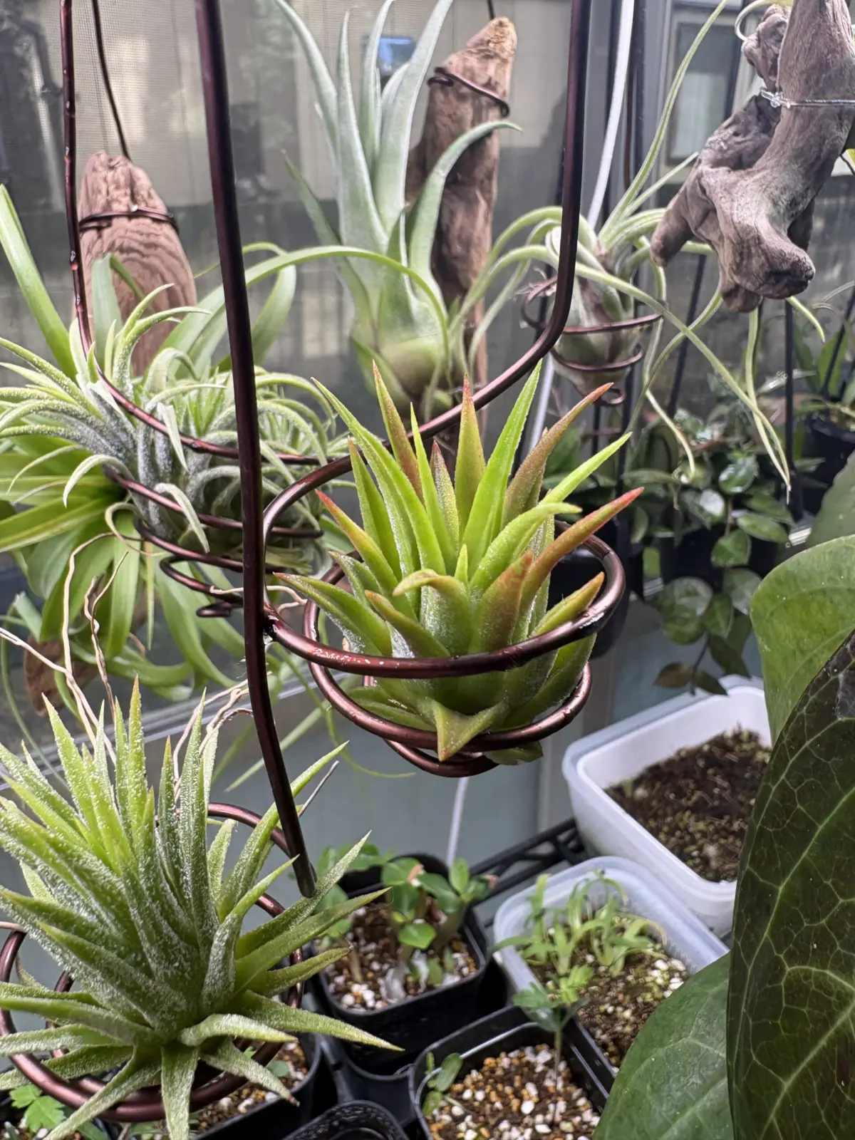 ティランジア　イオナンタ　マッドマックス