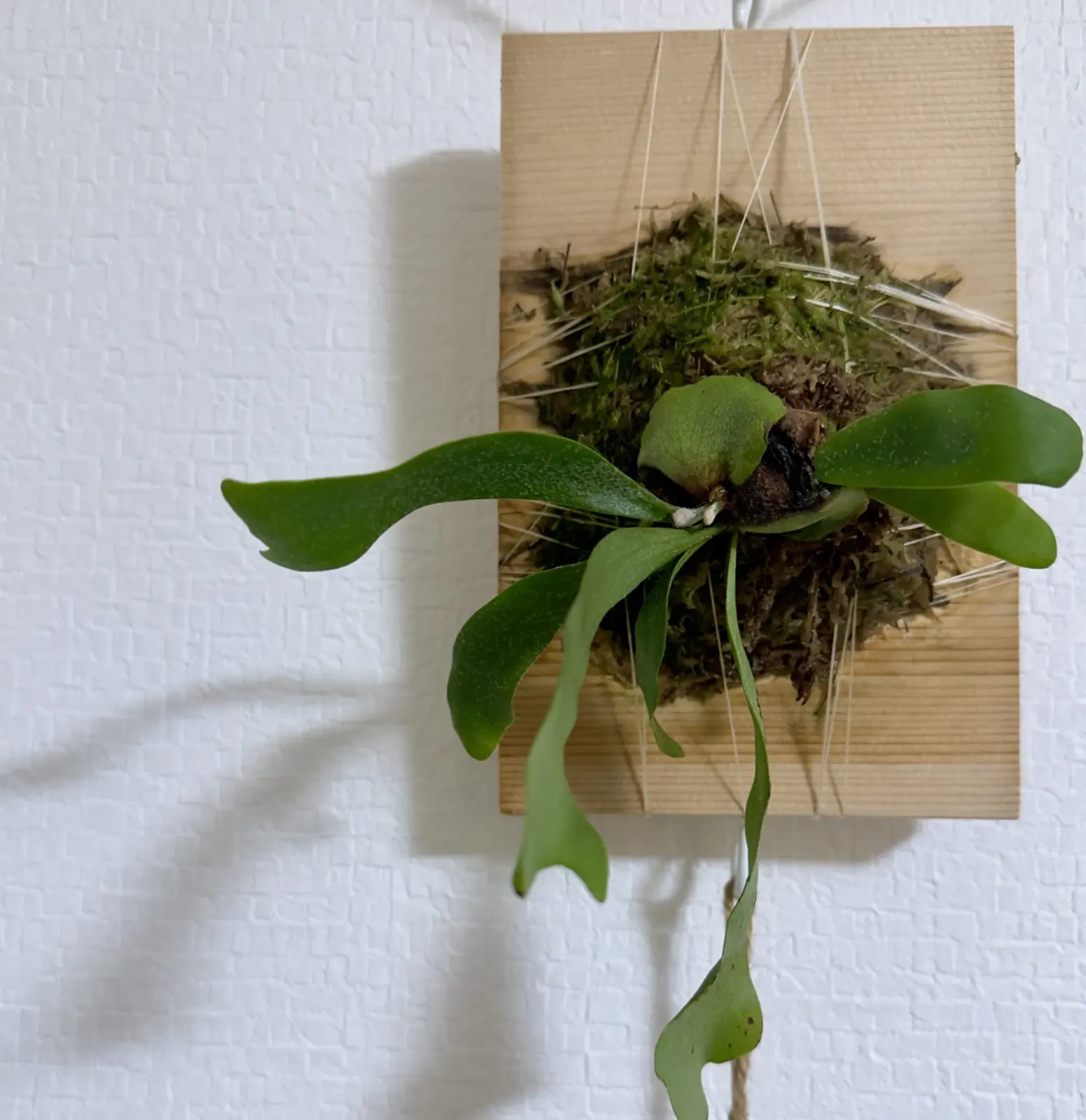 ビカクシダ ネザーランド